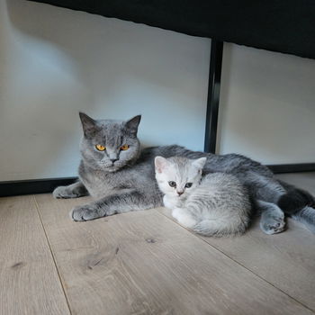 Kittens zilver/witte Tabby Britse Korthaar 100% raszuiver. - 5