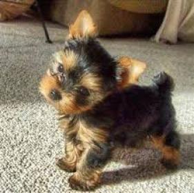 Schattige Yorkshire-puppy's te koop - 0