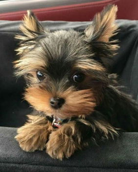 Schattige Yorkshire-puppy's te koop - 1