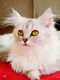 Ragdoll kittens mix Perzisch - 1 - Thumbnail