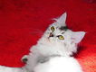 Ragdoll kittens mix Perzisch - 2 - Thumbnail