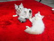 Ragdoll kittens mix Perzisch - 3 - Thumbnail