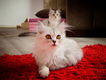 Ragdoll kittens mix Perzisch - 6 - Thumbnail