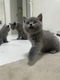 Britse korthaar kittens - 0 - Thumbnail