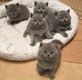 Britse korthaar kittens beschikbaar - 0 - Thumbnail