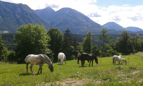 Chalet te koop in Kärnten-Oostenrijk - 4