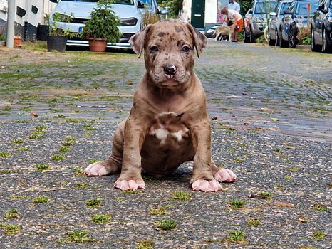 american bully pups top stamboom - 0