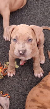 american bully pups top stamboom - 1