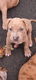 american bully pups top stamboom - 1 - Thumbnail