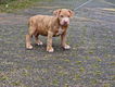 american bully pups top stamboom - 2 - Thumbnail