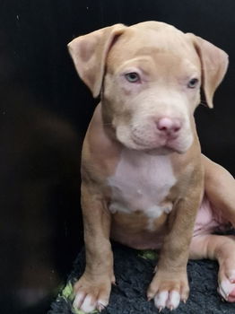 american bully pups top stamboom - 3