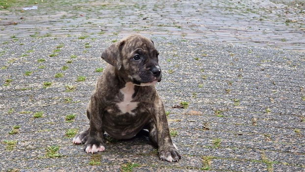 american bully pups top stamboom - 4