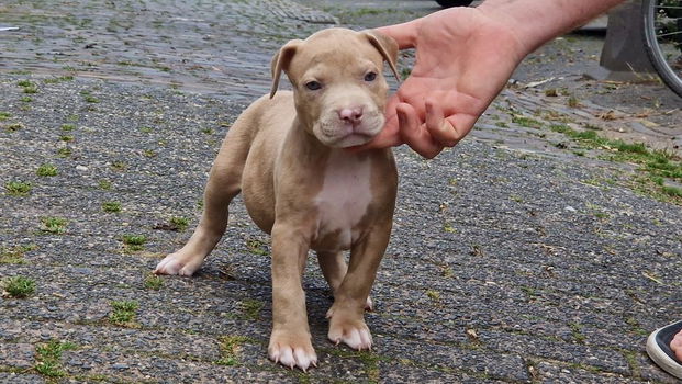 american bully pups top stamboom - 5