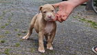 american bully pups top stamboom - 5 - Thumbnail