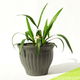 Yucca in pot - 33 x 43 cm - 0 - Thumbnail