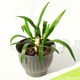 Yucca in pot - 33 x 43 cm - 1 - Thumbnail