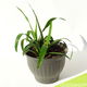 Yucca in pot - 33 x 43 cm - 3 - Thumbnail