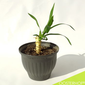 Yucca in pot #1 - 33 x 43 cm - 0