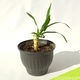 Yucca in pot #1 - 33 x 43 cm - 0 - Thumbnail