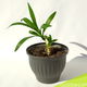 Yucca in pot #1 - 33 x 43 cm - 1 - Thumbnail