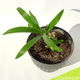 Yucca in pot #1 - 33 x 43 cm - 2 - Thumbnail