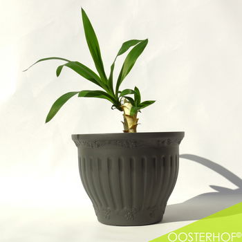 Yucca in pot #1 - 33 x 43 cm - 3