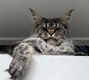 Maine Coon meisje zoekt Forever Home - 0 - Thumbnail