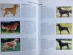 De Labrador Retriever - Elza Gravestein-Schmidt - 2 - Thumbnail