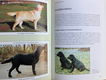 De Labrador Retriever - Elza Gravestein-Schmidt - 4 - Thumbnail