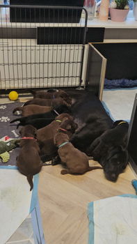 Labrador pups - 2