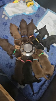 Labrador pups - 3