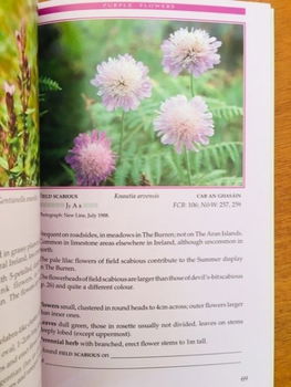 Wild plants of The Burren and the Aran Islands (Ierland) - 3