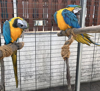 Blauw-gouden ara papegaaien beschikbaar - 0