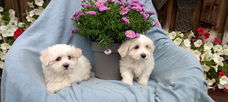 te koop mooie speelse malthezer pups