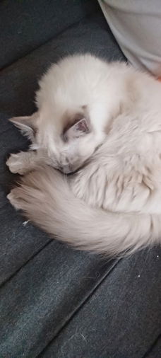 Mooi ragdoll katertje