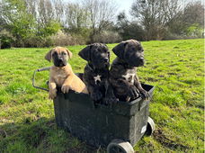 Prachtig nestje Cane Corso-puppy's beschikbaar