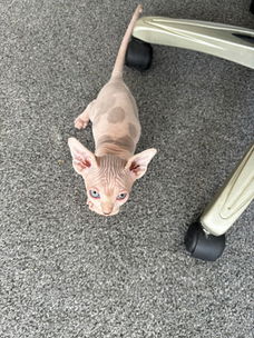 Prachtige Sphynx Kittens op zoek naar nieuwe huizen.