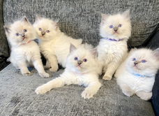 Ragdoll Kittens beschikbaar voor een nieuw thuis.