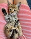 F1 and F2 Savannah kittens are available!!! - 0 - Thumbnail