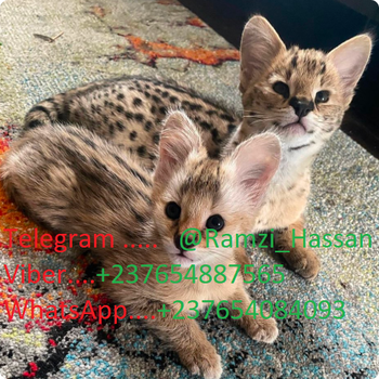 F1 and F2 Savannah kittens are available!!! - 1