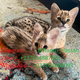 F1 and F2 Savannah kittens are available!!! - 1 - Thumbnail