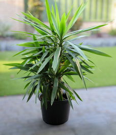 Mooie Yucca - 1 m hoog