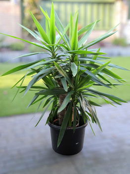 Mooie Yucca - 1 m hoog - 1