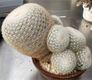 Mammillaria candida - 0 - Thumbnail