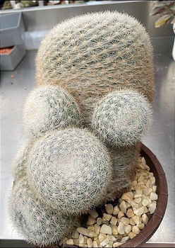 Mammillaria candida - 1