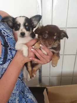 Chihuahua-puppy's te koop - 0