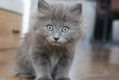 Ragdoll kittens - 1 - Thumbnail