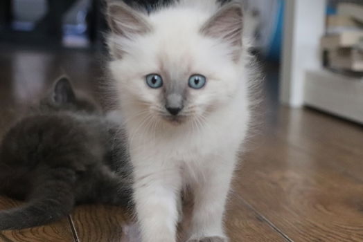 Ragdoll kittens - 2