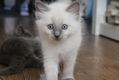 Ragdoll kittens - 2 - Thumbnail