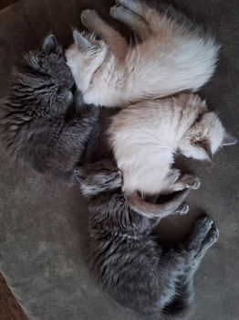 Ragdoll kittens - 5